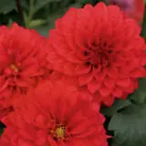 Dahlia Dalina Topia Ppldahdtp - Garden Express Australia