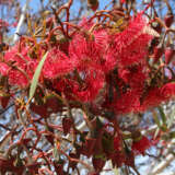 Eucalyptus Hot Threads Casliber Cc By Sa 3 Lpoeuchthjpg - Garden Express Australia