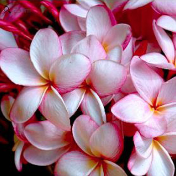Frangipani Lulus Pink Blush - Garden Express