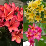 Frangipani Summer Collection 2 Colfraco2 - Garden Express Australia