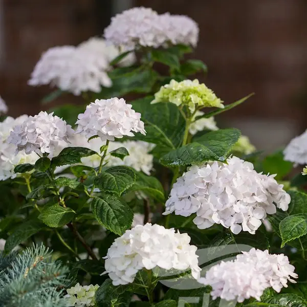 Hydrangea Endless Summer Blushing Bride (pbr)