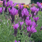 Lavender Javelin Deep Purple Ppllavjdp - Garden Express Australia