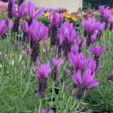 Lavender Javelin Deep Purple Ppllavjdp - Garden Express Australia