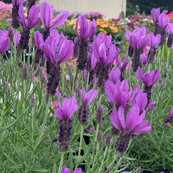 Lavender Javelin Deep Purple