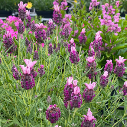 Lavender Javelin Deep Rose Ppllavjdr - Garden Express Australia