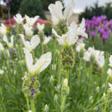 Lavender Javelin White Ppllavjwh - Garden Express Australia