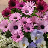 Osteospermum Akila Lavender Shades Pplostlsh - Garden Express Australia