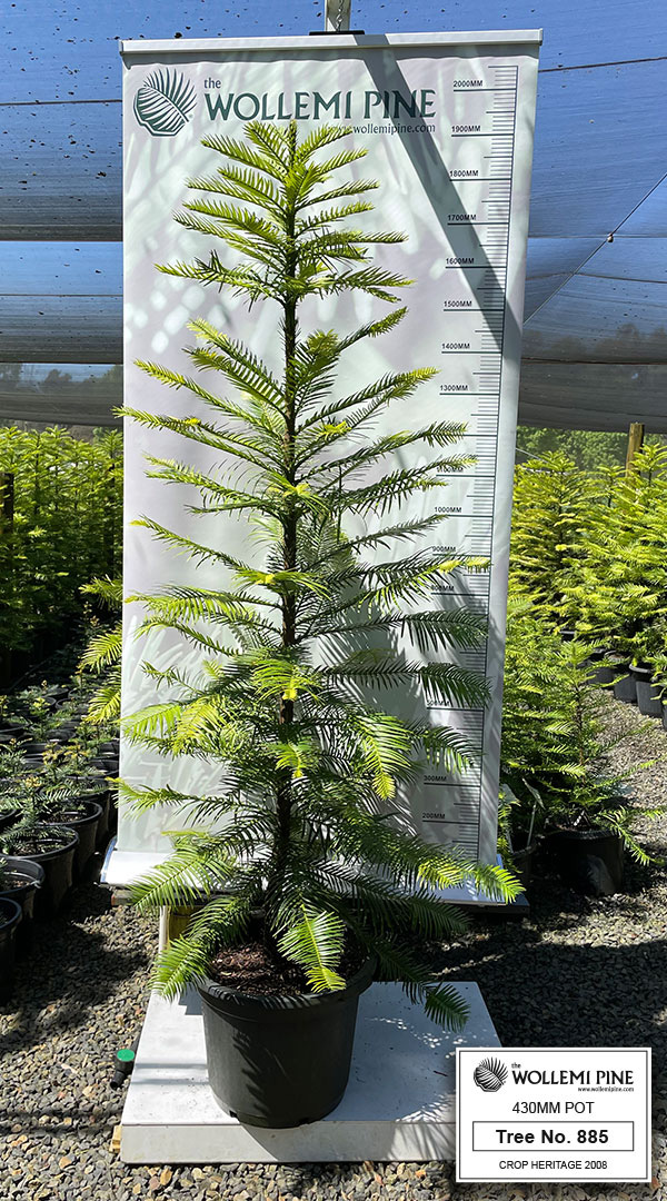 Wollemi Pine Number 885 – 430mm Pot