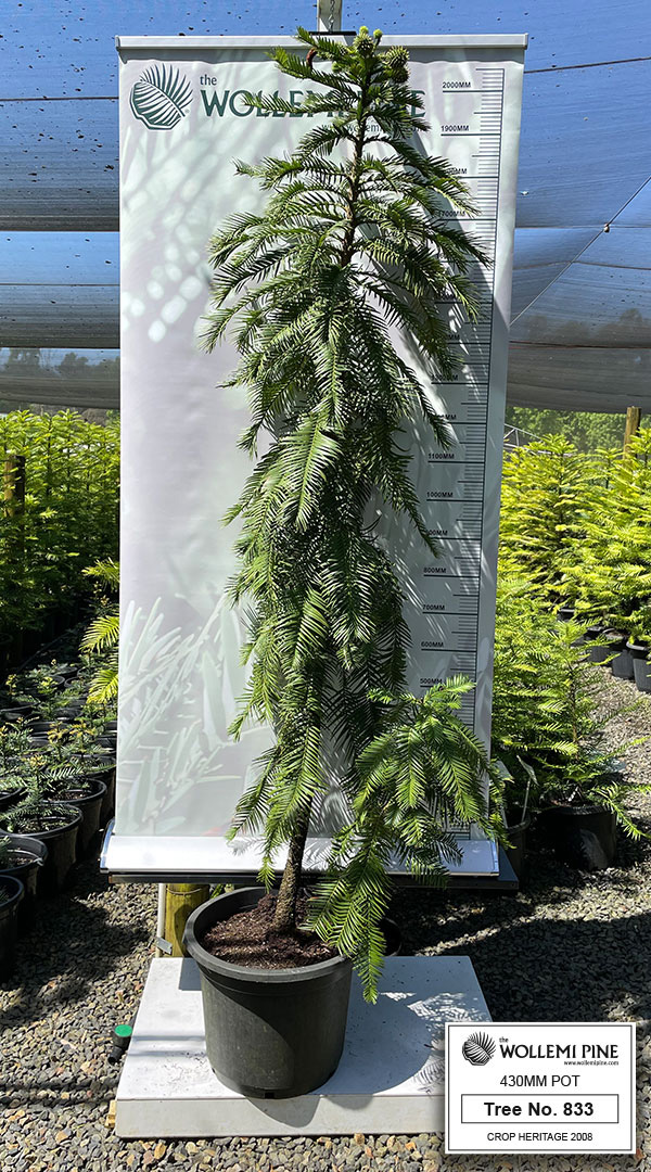 Wollemi Pine Number 833 – 430mm Pot