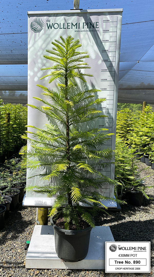 Wollemi Pine Number 890 – 430mm Pot