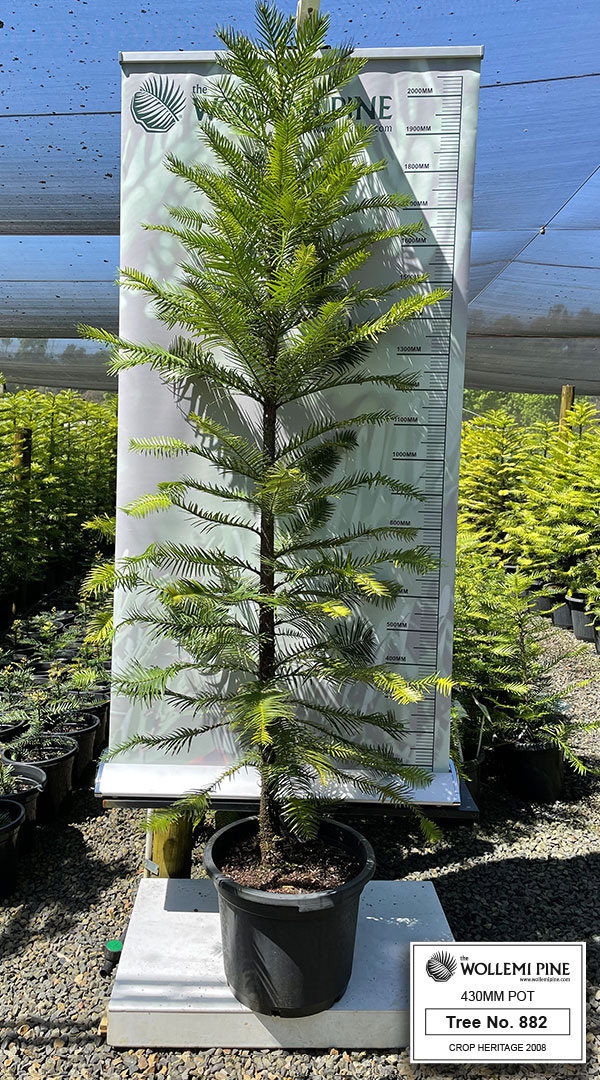 Wollemi Pine Number 869 – 430mm Pot