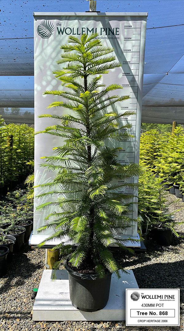 Wollemi Pine Number 868 – 430mm Pot