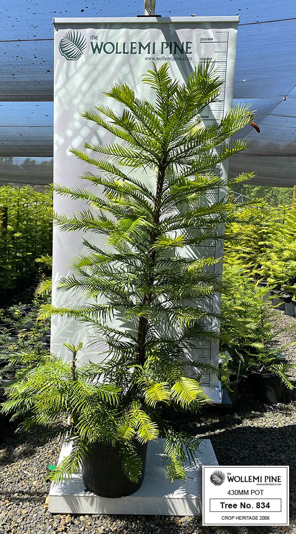 Wollemi Pine Number 834 – 430mm Pot