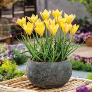 Growing Tulips In Pots: A Complete Guide Tulip Batalinii Honky Tonk Pktulbht - Garden Express Australia