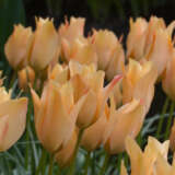 Tulip Bronze Charm Pktulbbc - Garden Express Australia