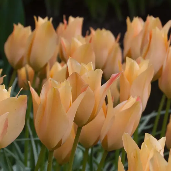 Tulip Batalinii Bronze Charm