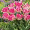 Choosing the Right Tulips for Pots Tulip Cabanna Pktulcab - Garden Express Australia
