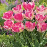 Tulip Cabanna Pktulcab - Garden Express Australia