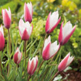 Tulip Clusiana Peppermint Pktulcpe - Garden Express Australia