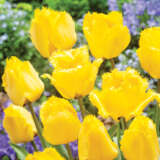 Tulip Crystal Star Tulip Crystal Star