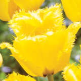 Tulip Crystal Star Tulip Crystal Star