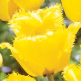 Tulip Crystal Star Tulip Crystal Star