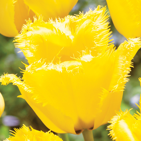 Tulip Crystal Star Tulip Crystal Star