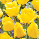 Tulip Crystal Star Pktulcst 2026 - Garden Express Australia