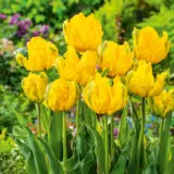 Tulip Jan Van Nes Parrot Tulip Jan Van Nes Parrot