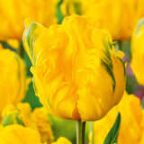 Tulip Jan Van Nes Parrot Tulip Jan Van Nes Parrot