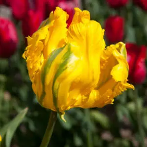 Choosing Between Common Types Of Tulips Tulip Jan Van Nes Parrot Pktuljvp - Garden Express Australia