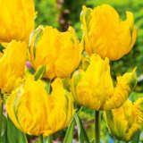 Tulip Jan Van Nes Parrot Pktuljvp 2026 - Garden Express Australia