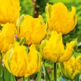 Tulip Jan Van Nes Parrot Pktuljvp 2026 - Garden Express Australia