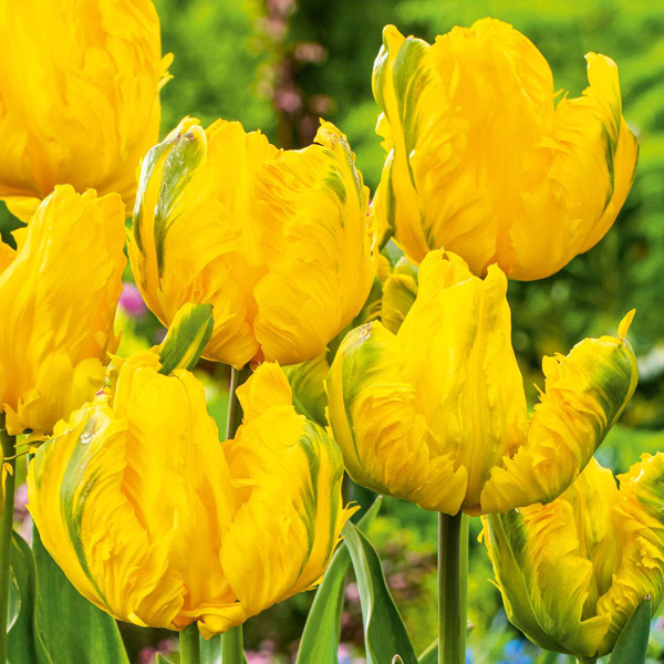 Tulip Jan Van Nes Parrot Tulip Jan Van Nes Parrot