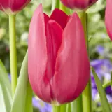 Tulip Yosemite Tulip Yosemite