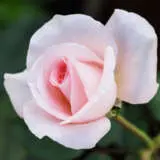 Rose Flamingo Roshfla - Garden Express Australia