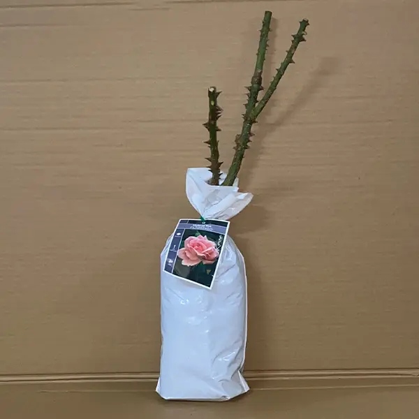 Rose Flamingo Rose Flamingo