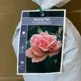 Rose Flamingo Rose Flamingo