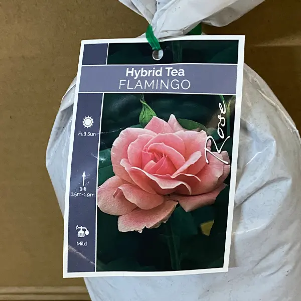 Rose Flamingo Rose Flamingo