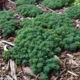 Sedum