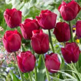 Tulip Atilla Graffiti Pktulagr - Garden Express Australia