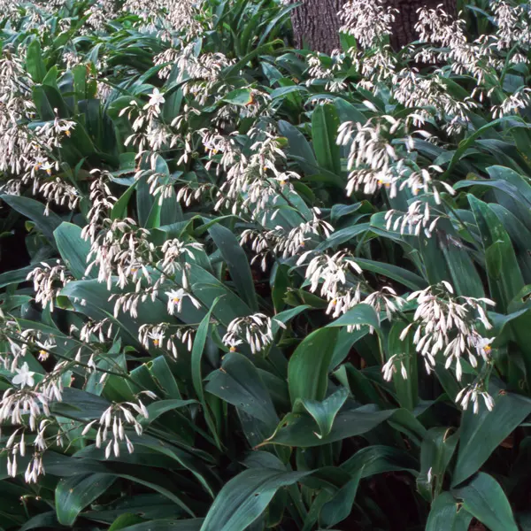 Arthropodium Te Puna