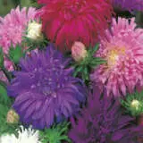 Aster Californian Giant Seeastcgi - Garden Express Australia