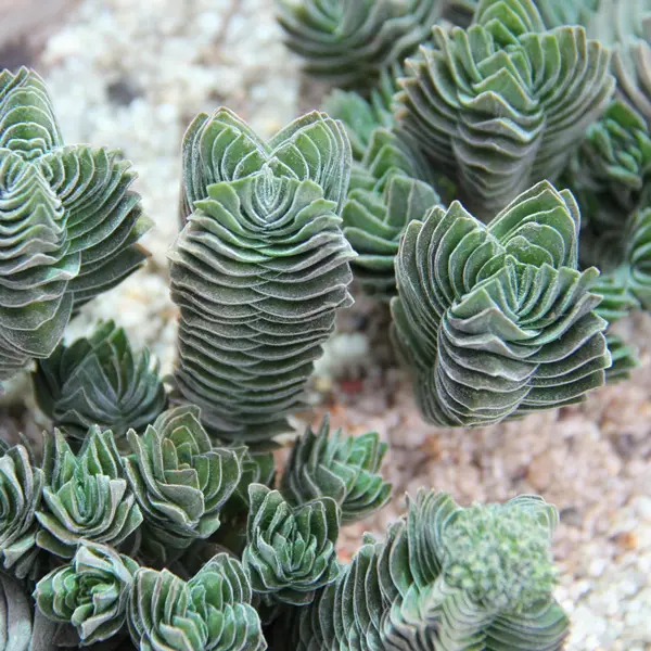 Crassula Buddhas Temple