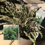 Crassula Muscosa P10cramus - Garden Express Australia