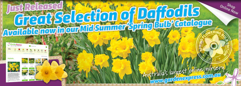 Daffodil Yellow Trumpet - Pack of 25 SAVE 40% Now Only $21.60