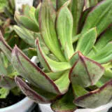 Echeveria Painted Lady P10echpla - Garden Express Australia