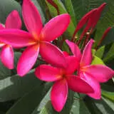 Frangipani Cerise Hot Pink P20frachp - Garden Express Australia