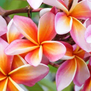 A Flourish Of Frangipanis - Types Of Frangipanis Frangipani Fruit Salad P20frafsa - Garden Express Australia
