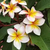 Frangipani Fruit Salad P20frafsd - Garden Express Australia
